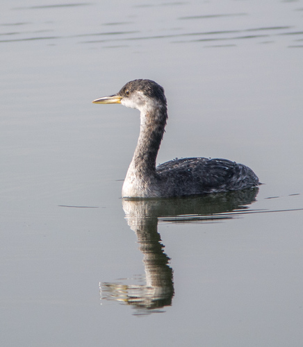 Red-necked Grebe