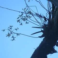 Dendrobium canaliculatum