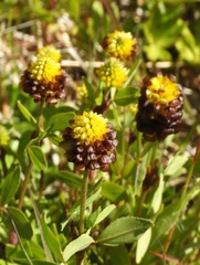 Trifolium spadiceum