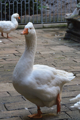 Anser anser domesticus