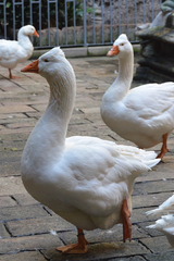 Anser anser domesticus