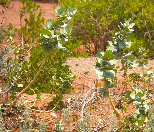 giant milkweed
