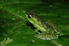 Staurois tuberilinguis