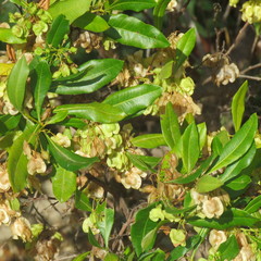 Dodonaea polyandra
