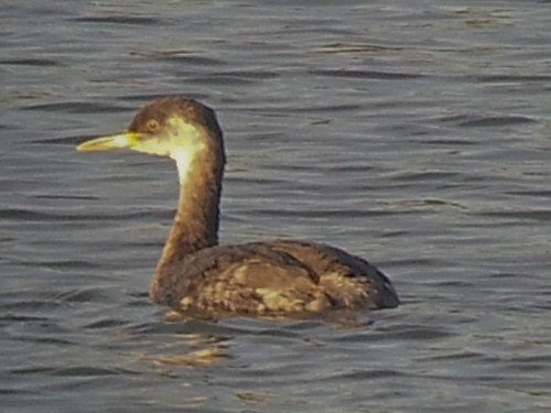 Red-necked Grebe