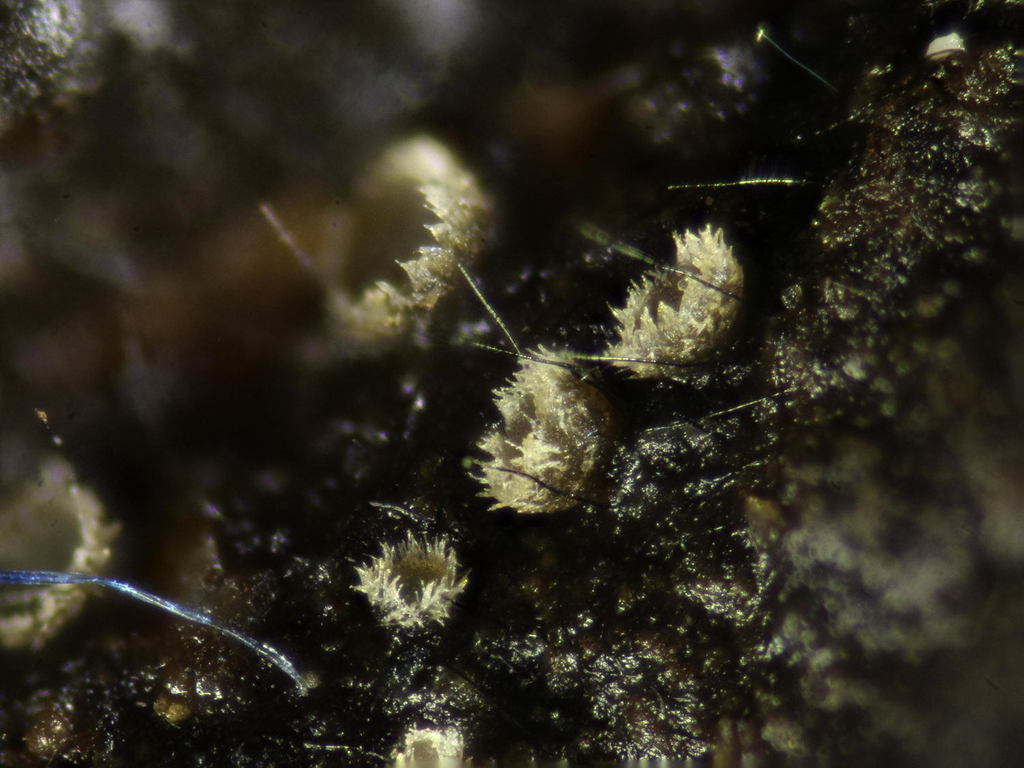 Dematioscypha olivacea