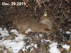 Hydropotes inermis argyropus