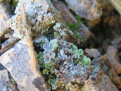 Cladonia asahinae