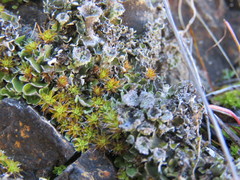 Cladonia asahinae