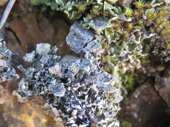 Cladonia asahinae