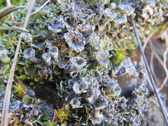 Cladonia asahinae