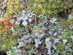 Cladonia asahinae