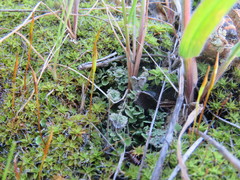 Cladonia asahinae