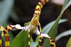 Maxillaria speciosa