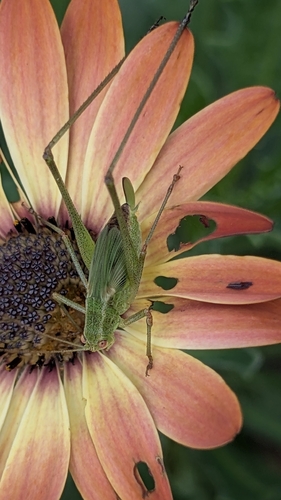 Arabian Sickle Bush-cricket