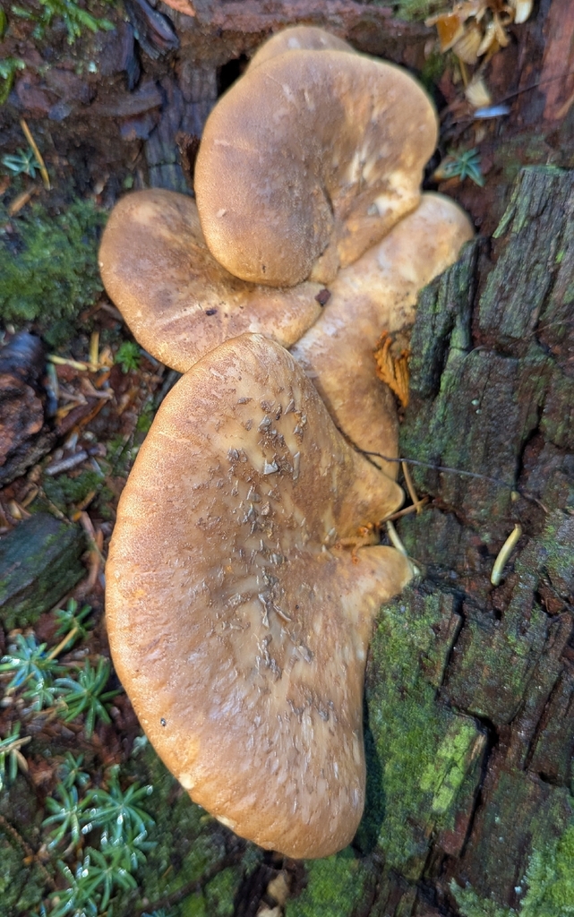 Tapinella atrotomentosa · November 2025 · photo: © benkeen (iNaturalist, cc0)