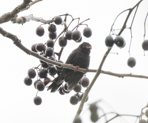 Chestnut-fronted Helmetshrike (Prionops scopifrons), photo 6