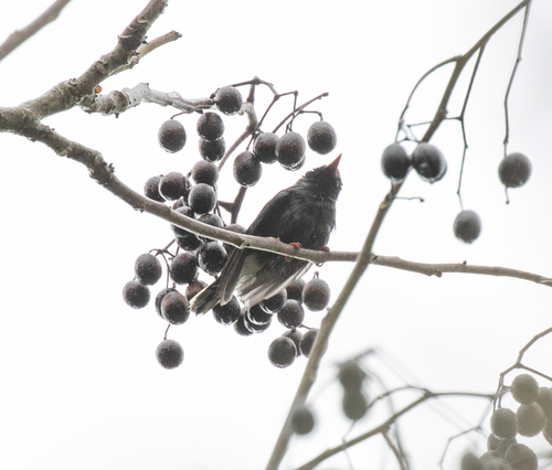 Chestnut-fronted Helmetshrike (Prionops scopifrons), photo 7