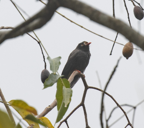 Chestnut-fronted Helmetshrike (Prionops scopifrons)