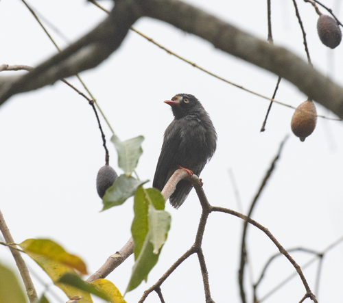 Chestnut-fronted Helmetshrike (Prionops scopifrons), photo 2