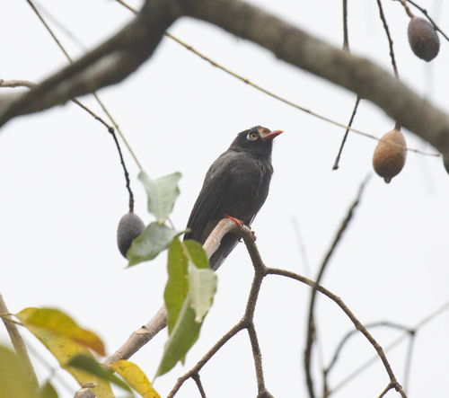 Chestnut-fronted Helmetshrike (Prionops scopifrons), photo 5