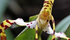 Maxillaria speciosa