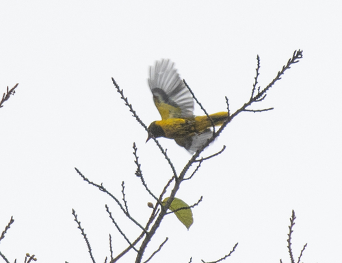 Green-headed Oriole (Oriolus chlorocephalus), photo 6