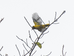 Green-headed Oriole