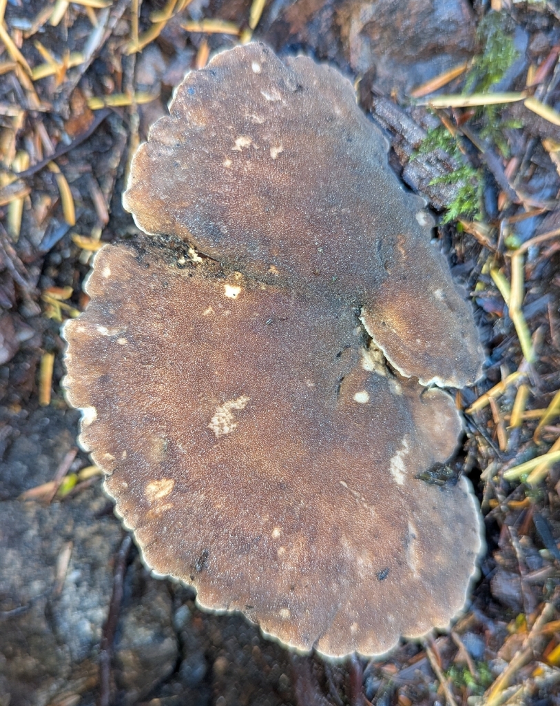 Jahnoporus hirtus · November 2025 · photo: © benkeen (iNaturalist, cc0)