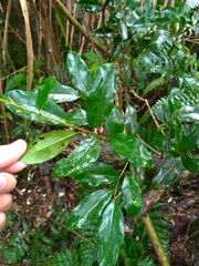 Ilex ficoidea