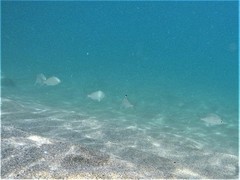 Eucinostomus currani