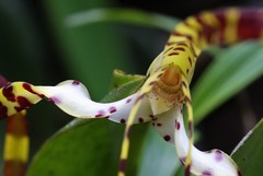 Maxillaria speciosa