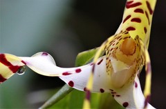 Maxillaria speciosa