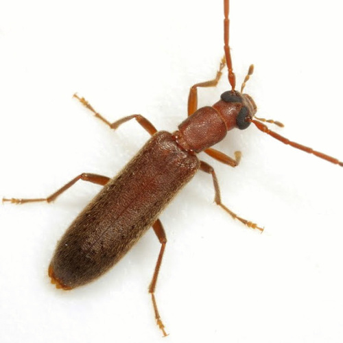 Sparedrus aspersus (LeConte, 1886)