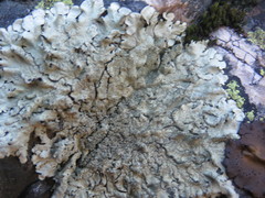 Xanthoparmelia mexicana