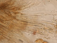 Dematioscypha olivacea