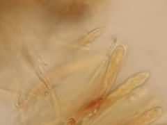 Dematioscypha olivacea