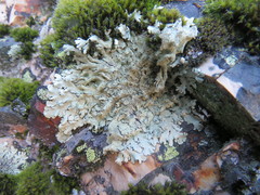 Xanthoparmelia mexicana