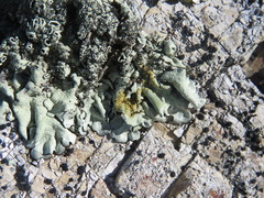 Xanthoparmelia mexicana