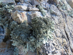 Xanthoparmelia mexicana