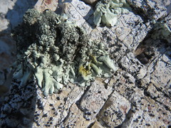 Xanthoparmelia mexicana