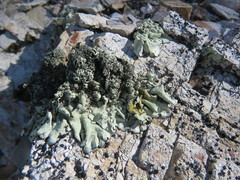 Xanthoparmelia mexicana