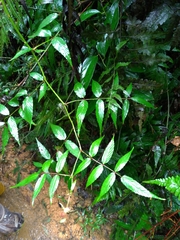 Rubus linearifoliolus