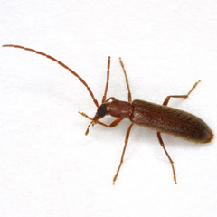 Sparedrus aspersus