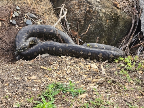 Diamond Python sighting