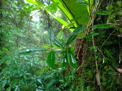 Lysionotus pauciflorus