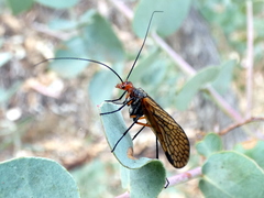 Chorista australis