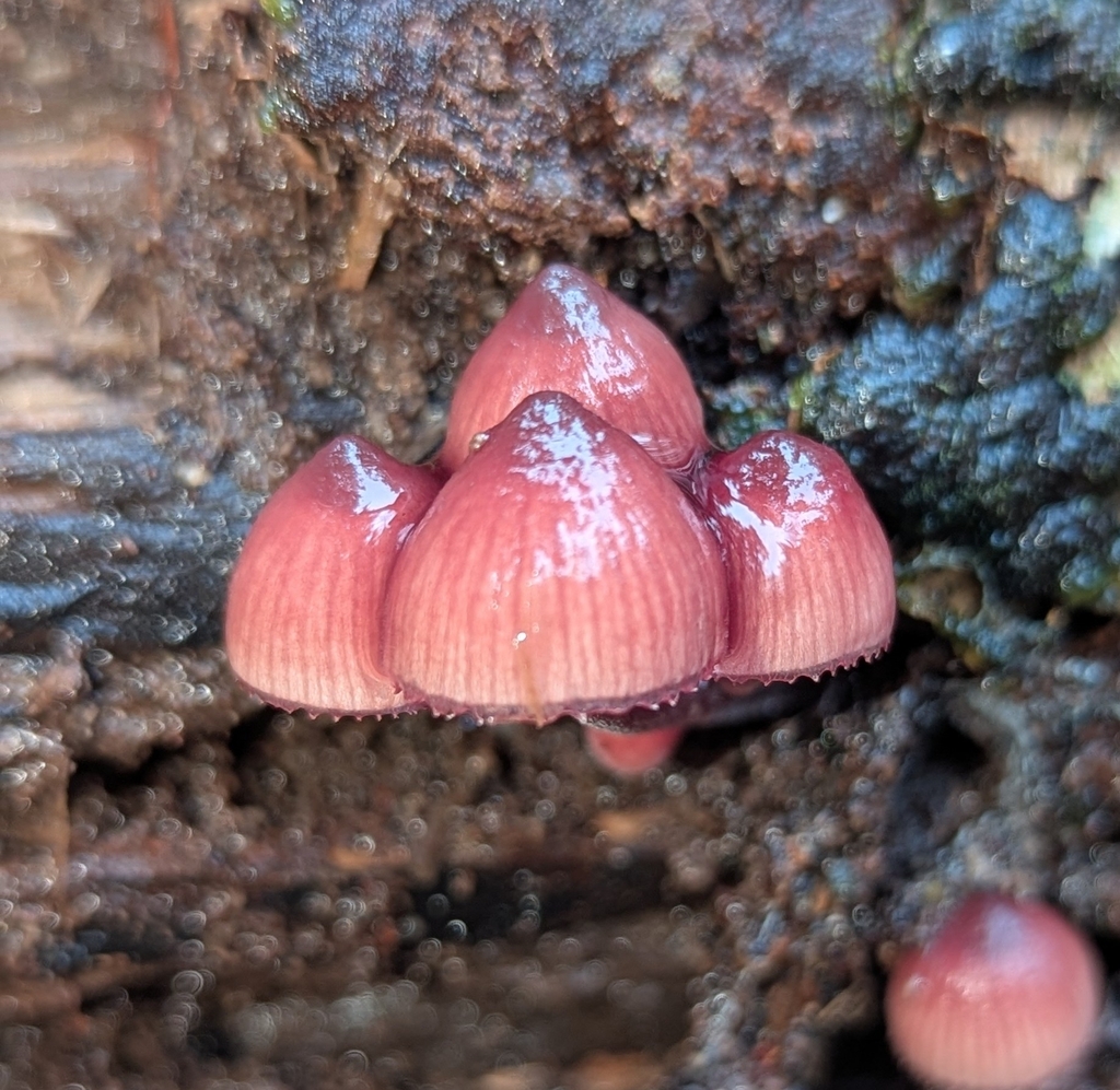 Mycena haematopus · November 2025 · photo: © benkeen (iNaturalist, cc0)