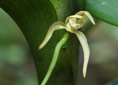 Maxillaria montezumae