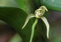 Maxillaria montezumae